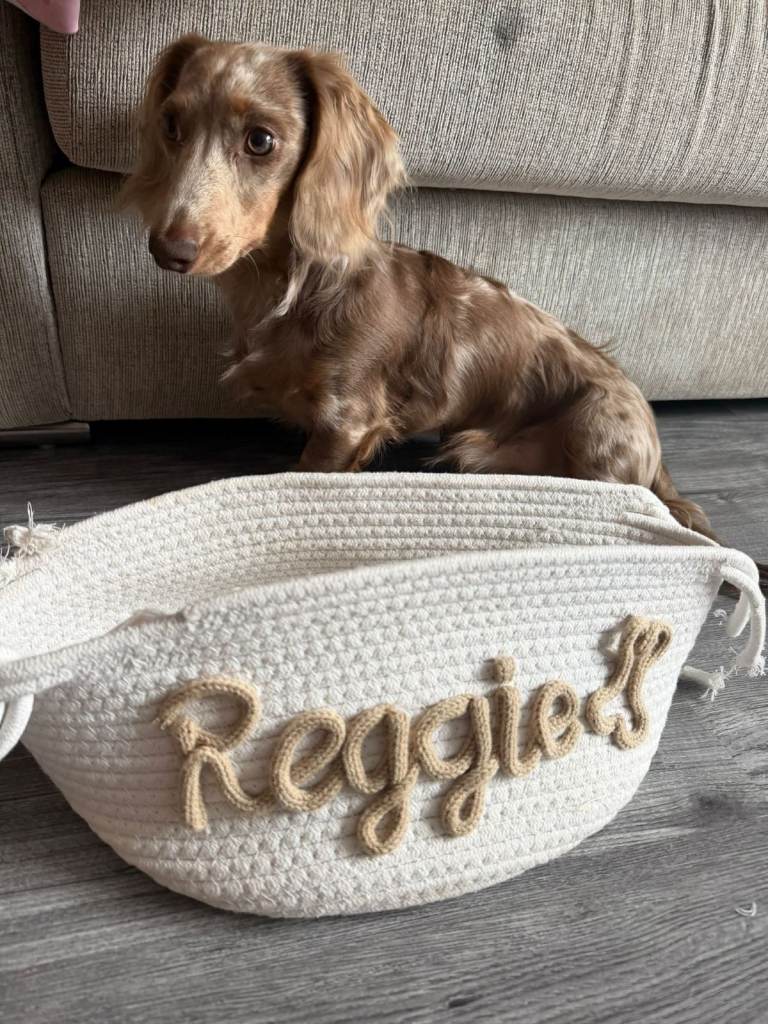 Miniature dachshund puppy