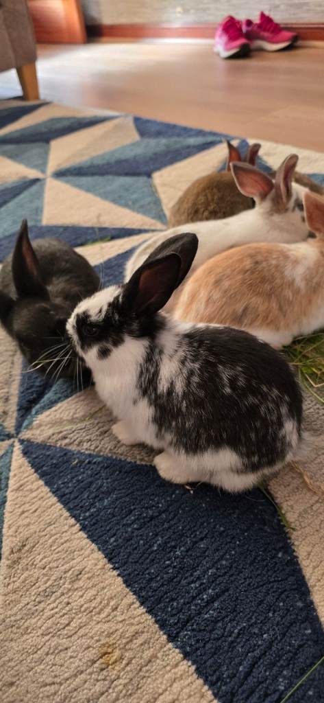 Wonderful rabbits