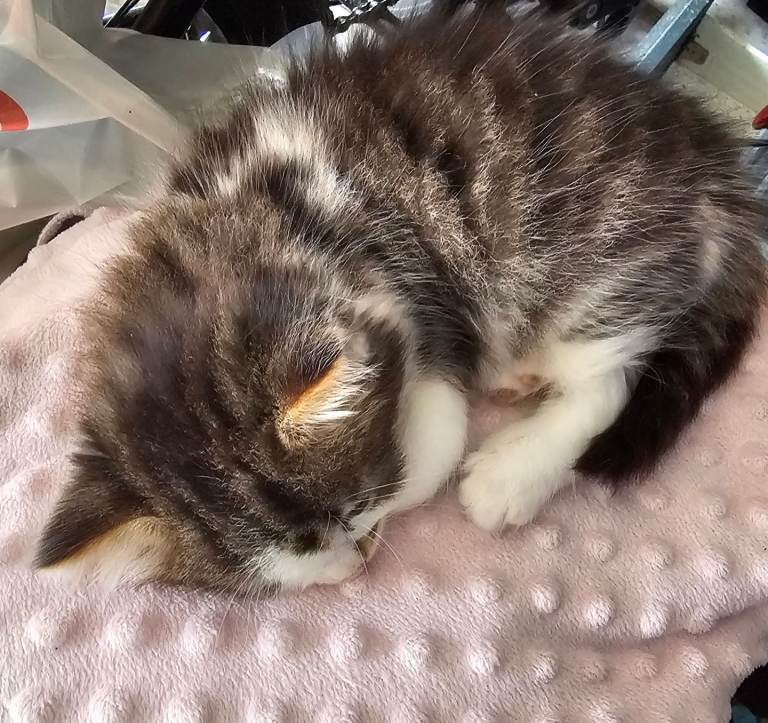 4 stunning kittens 