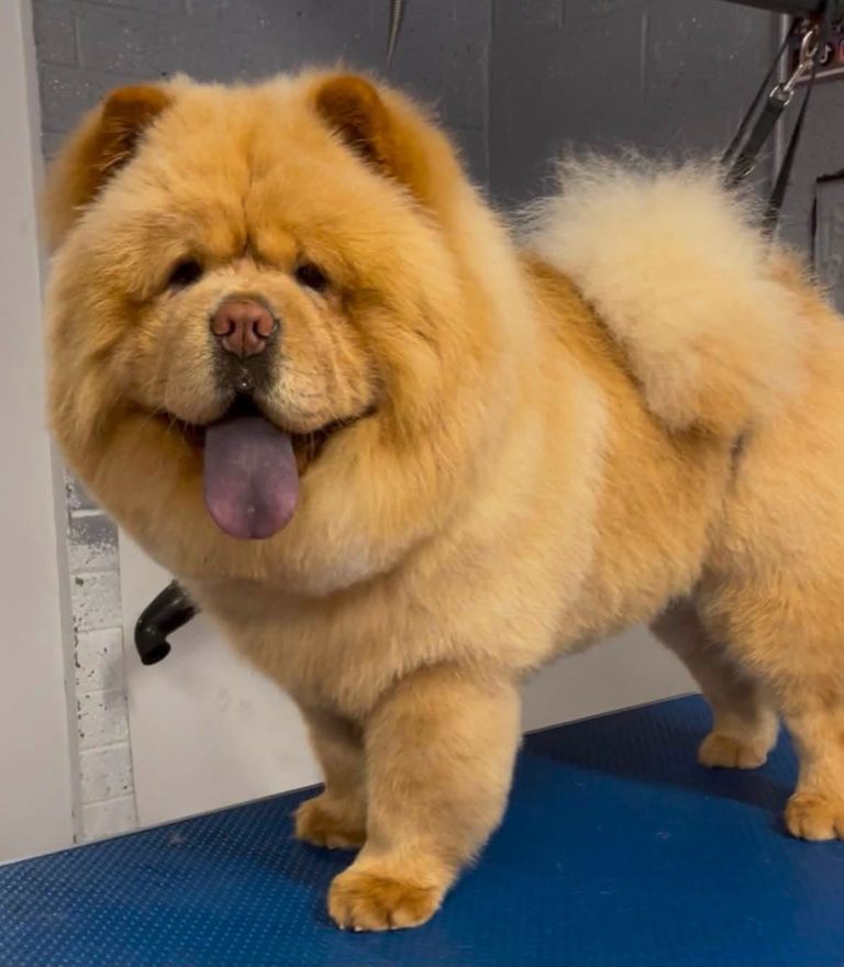 Chow chow pups 