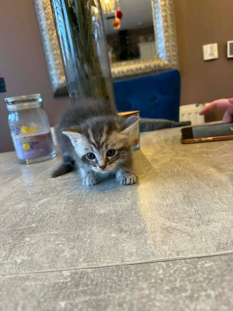 maine coone X ragdoll