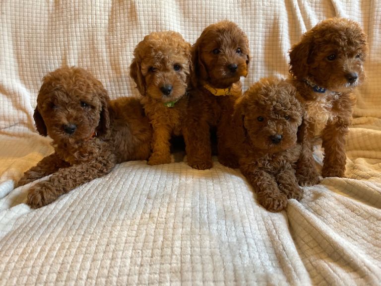 EXTENSIVELY HEALTH TESTED CAVAPOO PUPPIES 