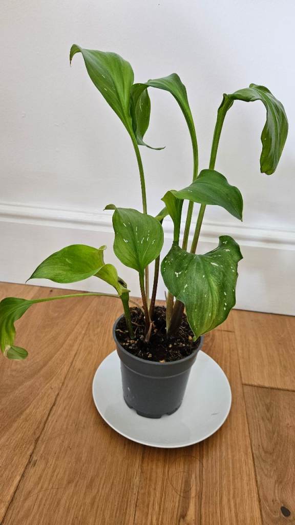 Free plant - pending collection