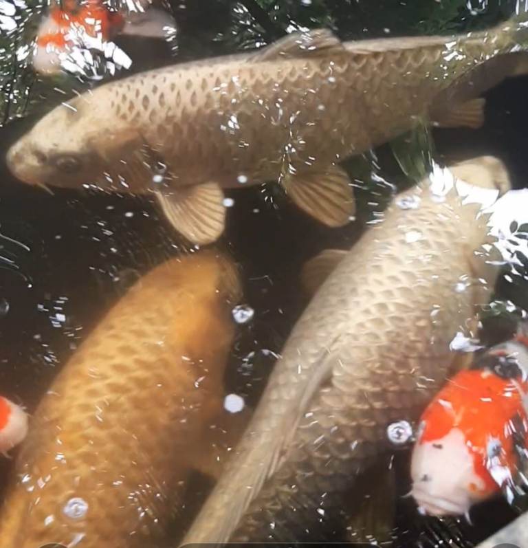 3 large ogan koi for sale 