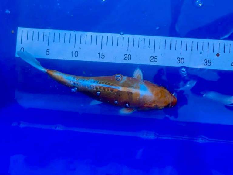 30cm kikokuryu koi