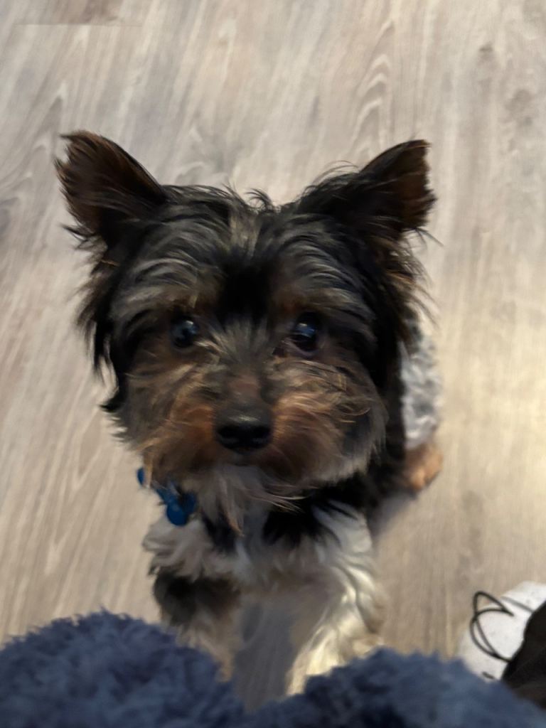 yorkshire terrier male