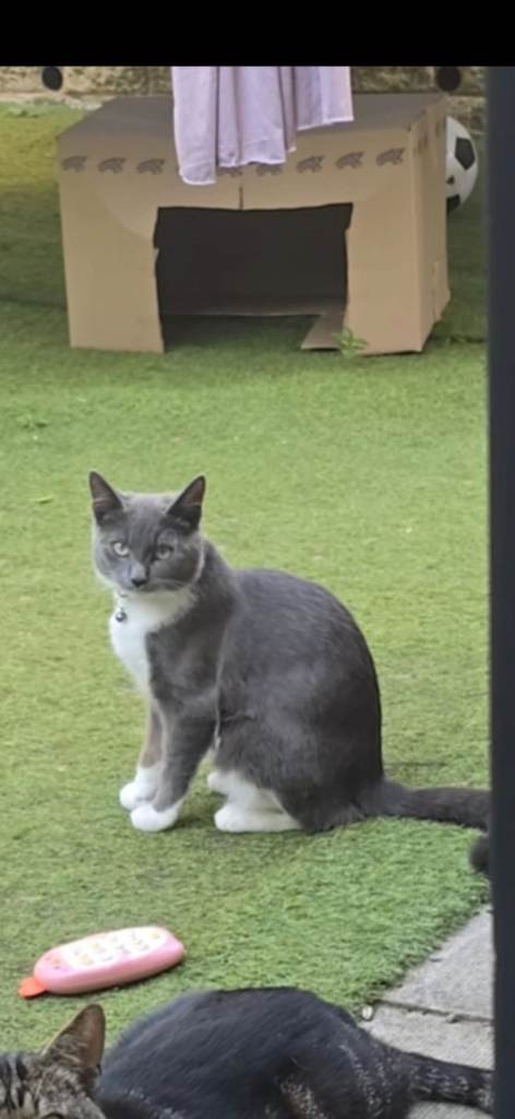 Female Lucy cat