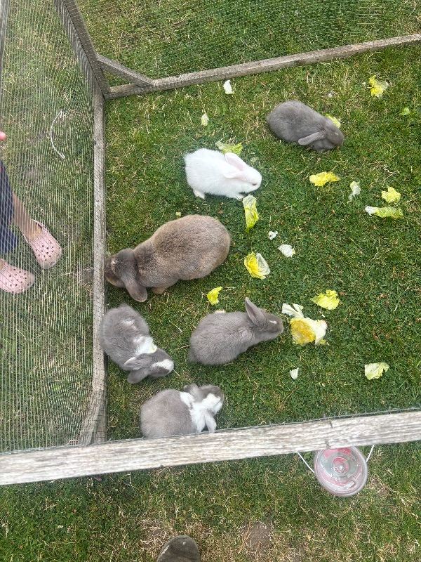 Lop eared baby rabbits 