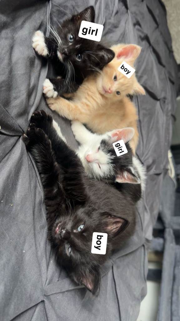 Kittens 