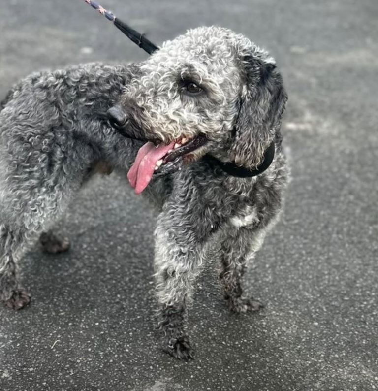 GENUINE BEDDY WHIPPETS 2 BOYS LEFT