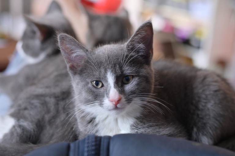 Two Beautiful Friendly Kittens – £80 Each – Ready Now