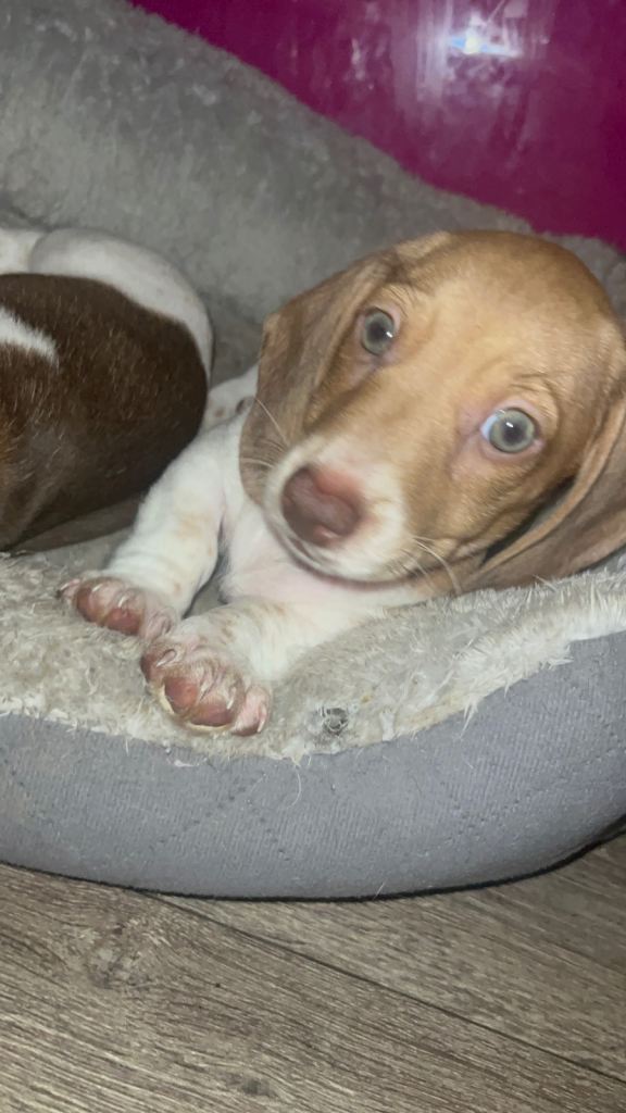 Stunning mini dachshunds 