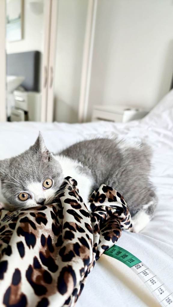 Adorably Sweet British Shorthair Kitten 12 Weeks Old