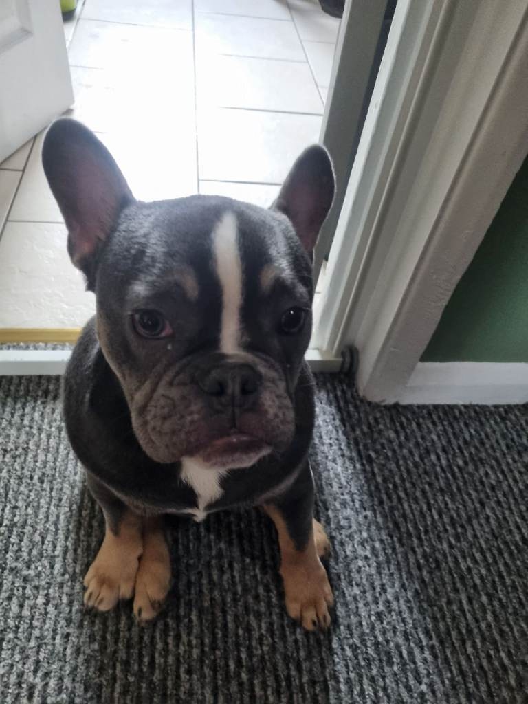 French/english bulldog puppy 