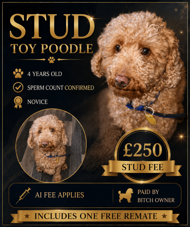 Stud Toy Poodle