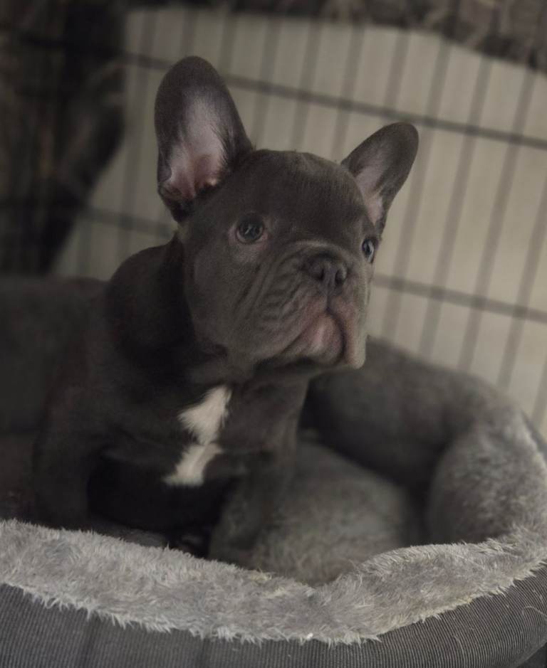 REDUCED 1 LEFT  blue french bulldogs puppies. 