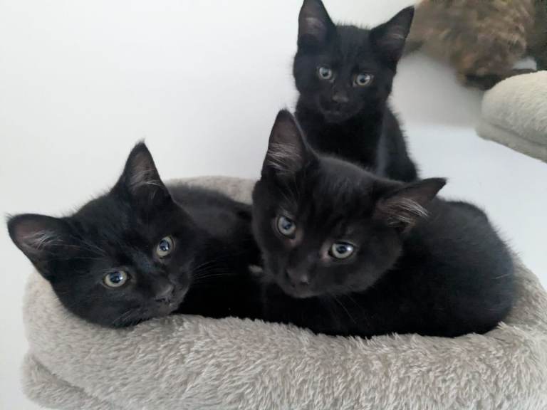 4 black male kittens and 1 female ginger
