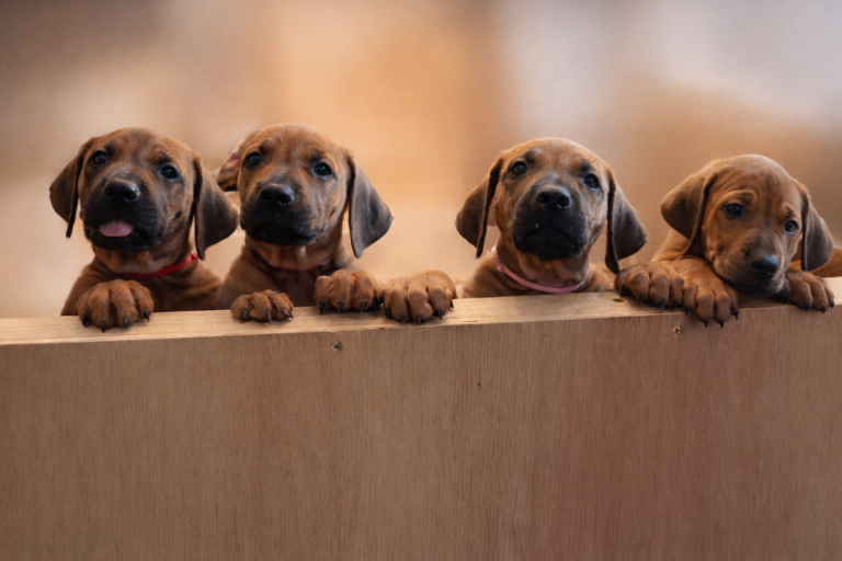 Rhodesian Ridgeback Puppies For Sale