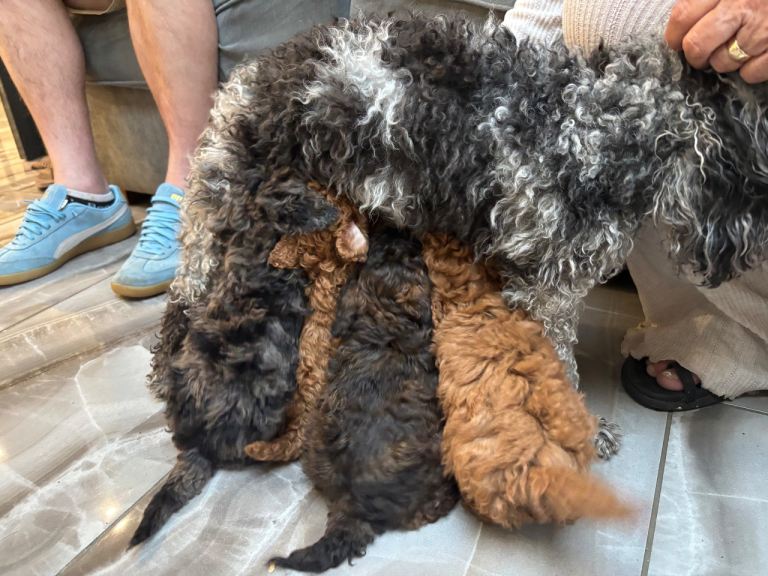 Toy poodle puppy’s 