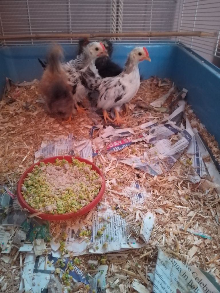 Seramas bantam growers