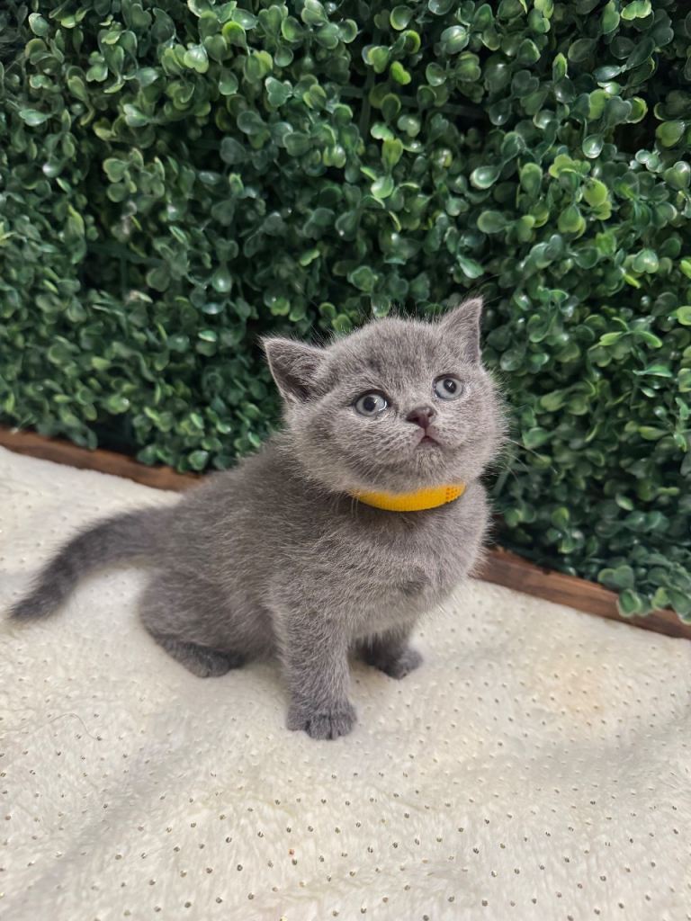 British Shorthair Blue Kittens