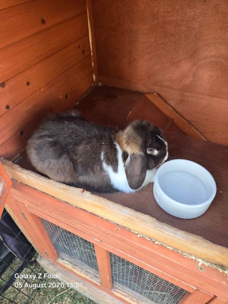 Pet rabbit dwarf lop