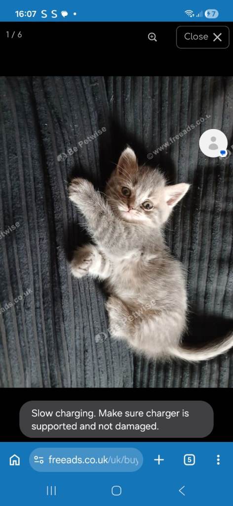 Persian boy kitten 