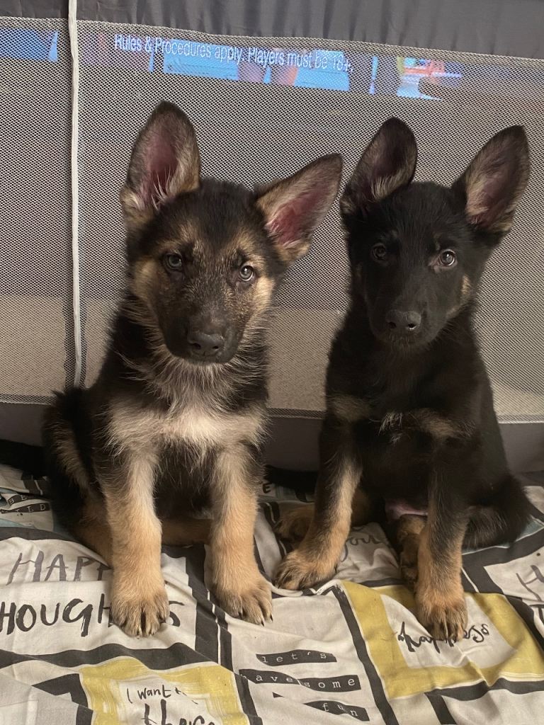 German shepherd puppies 