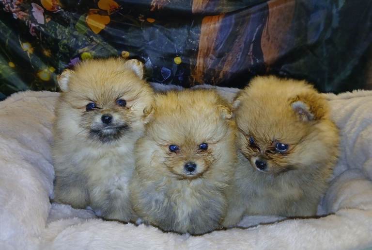 Pomeranian puppies 