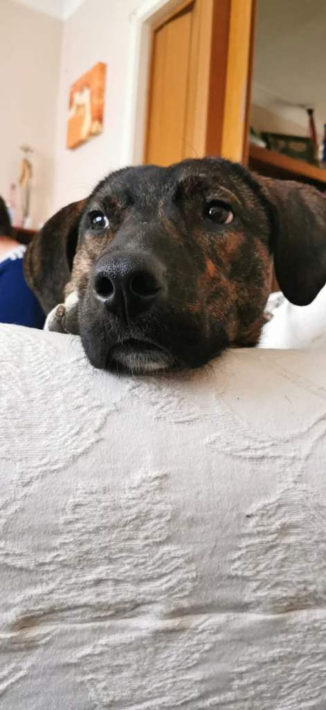 Gorgeous Boy looking for his forever home 