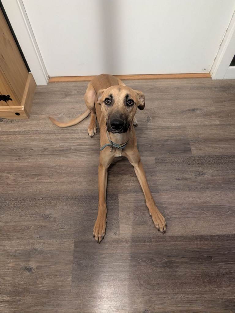 Energetic & Loving 9-Month-Old Lurcher x Whippet Seeking Active Home