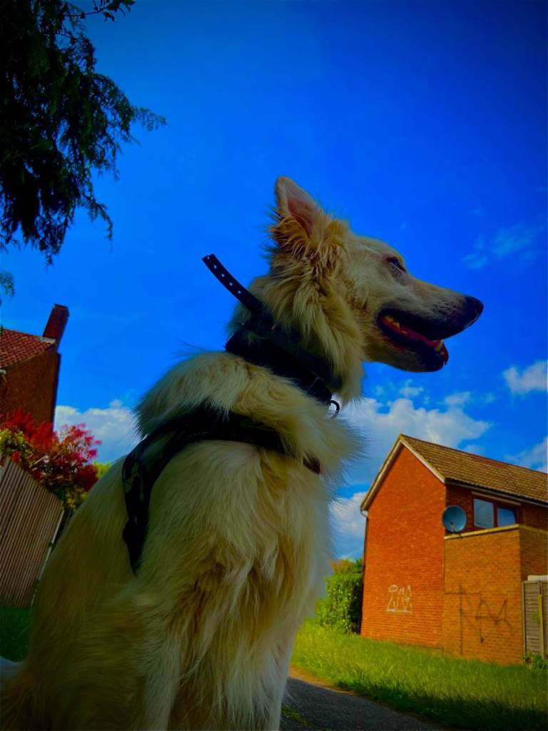 Pedigree jewel German Shepherd 