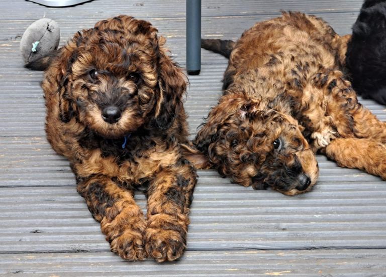 Cockapoo puppies