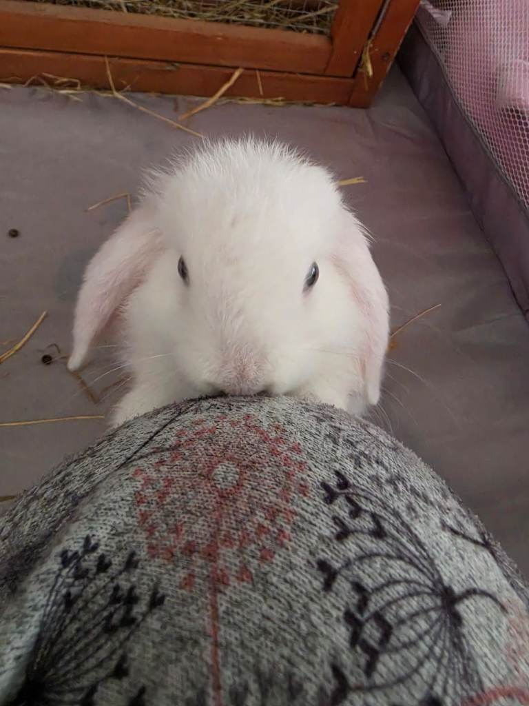 Female rabbit 10 weeks old