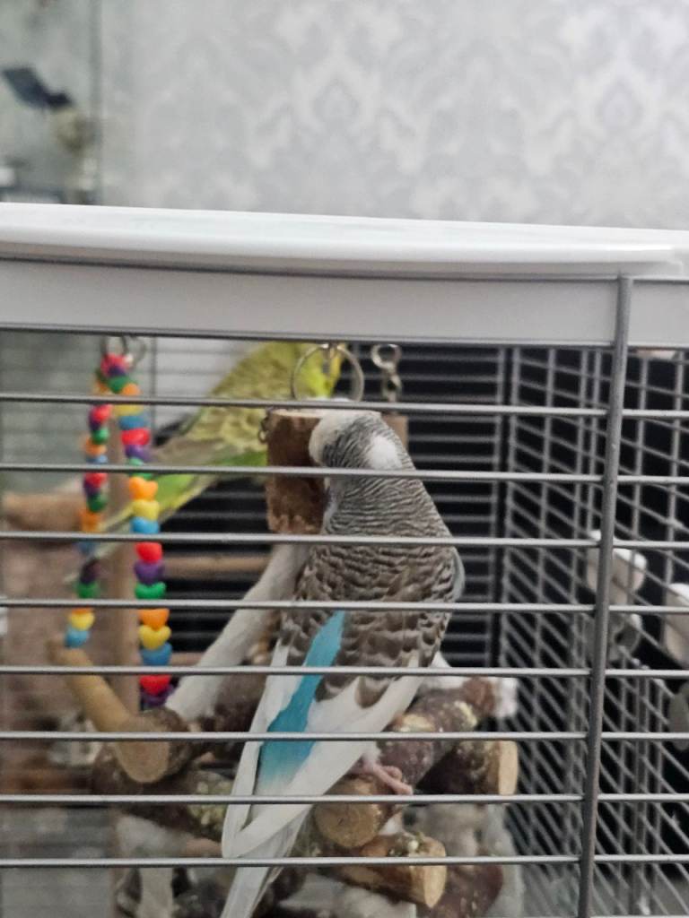 Budgie's and cage