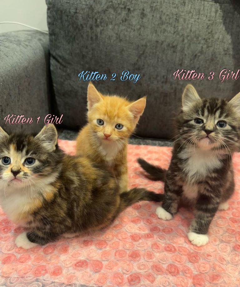Cute Fluffy Maine Coon Cross kittens! 