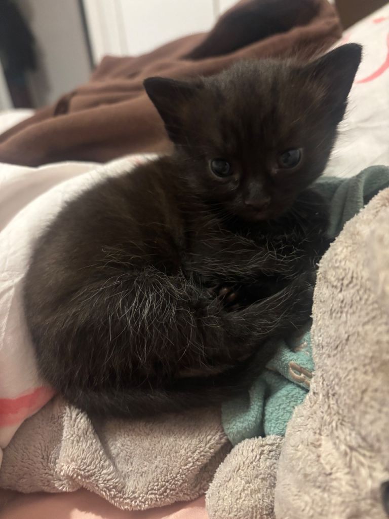 Very well behaved and gentle black kitten