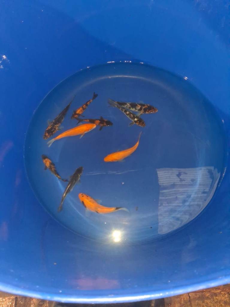 koi carp for sale
