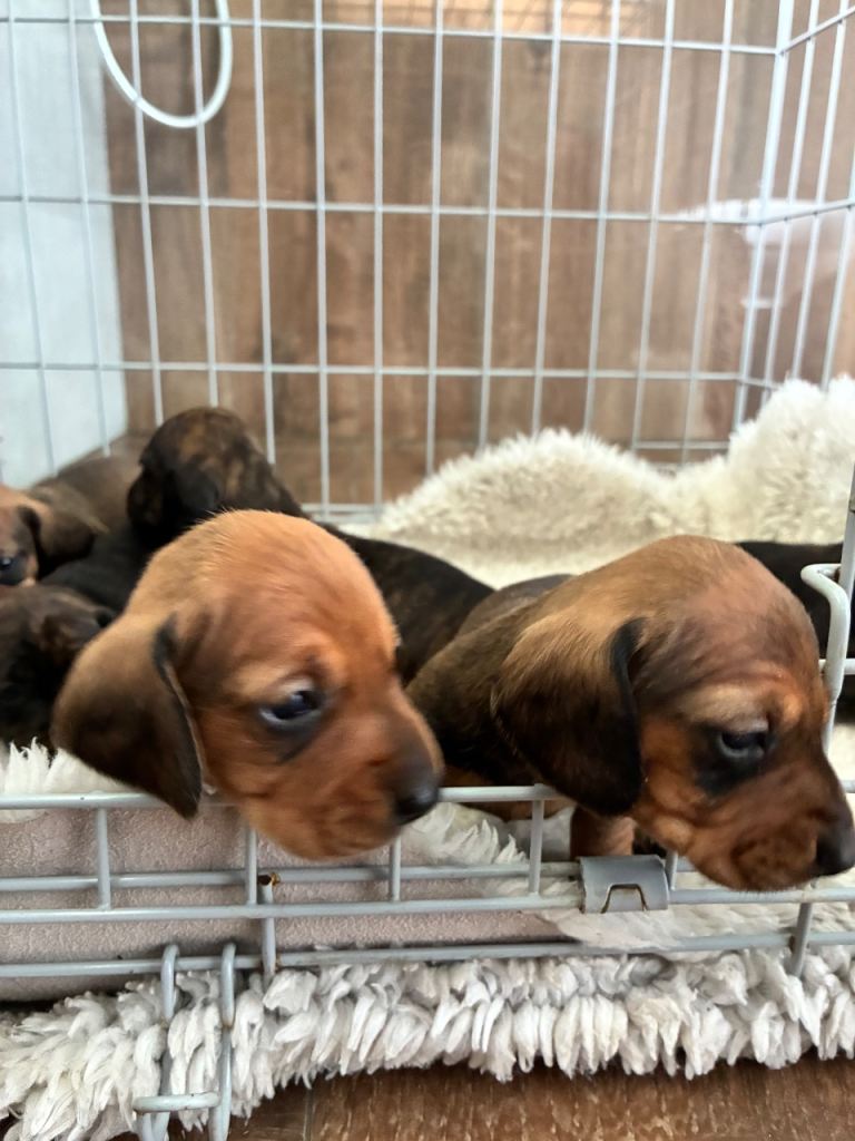 Dachshund miniature puppies
