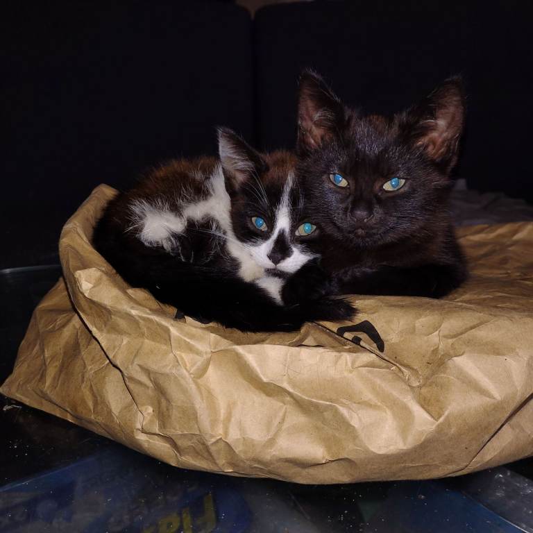2x Female and 2x Male Kittens Looking for Loving Homes