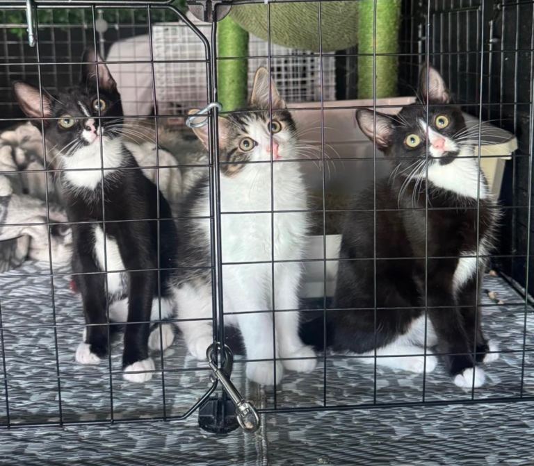 3 stunning Kittens for rehoming 