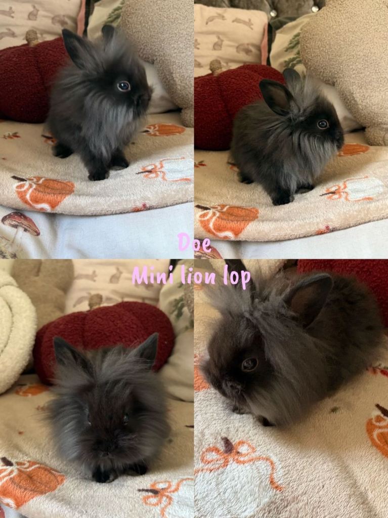 TWO LEFT Cuddly baby bunnies ready to go