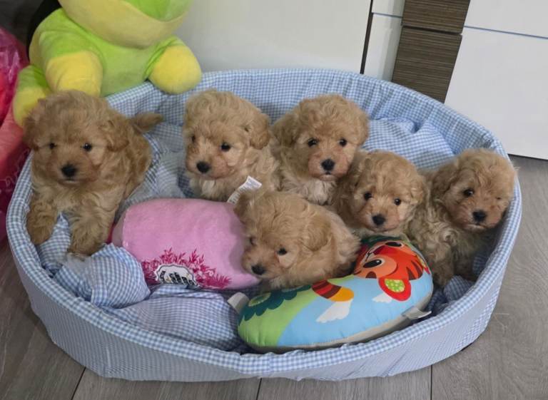 Beautiful Maltipoo F1 Toy puppies 