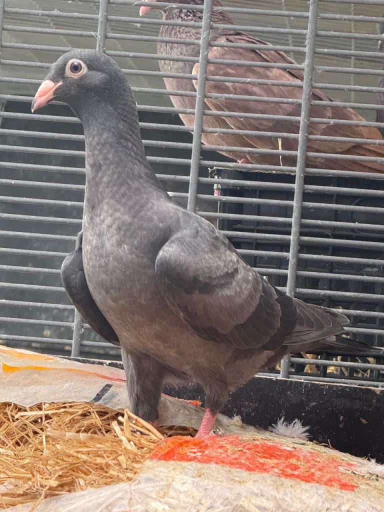North London: Pigeon for sale 