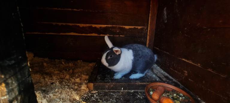 Netherland Dwarf rabbits – ready now