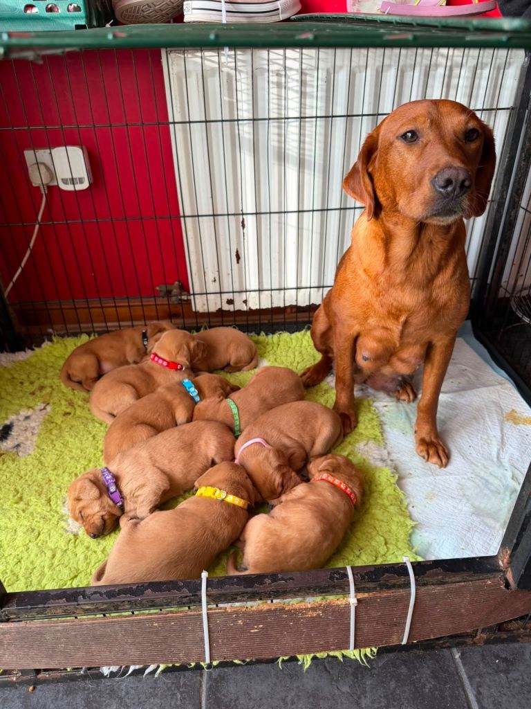 Fox red labrador pups 