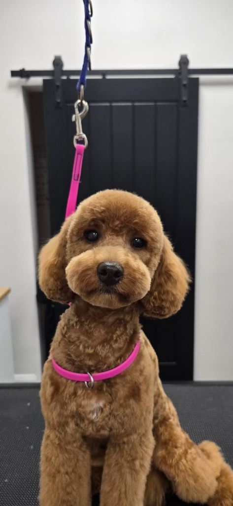 Cockapoo dog *SOLD*