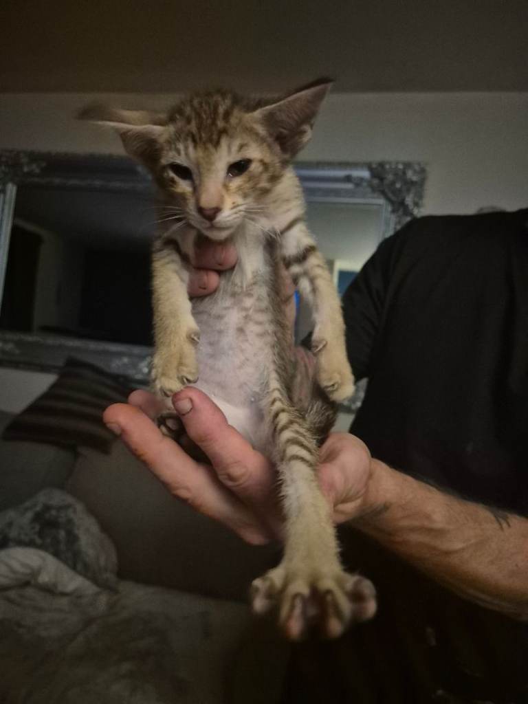 Pedigree Oriental kittens (only 1 remaining)