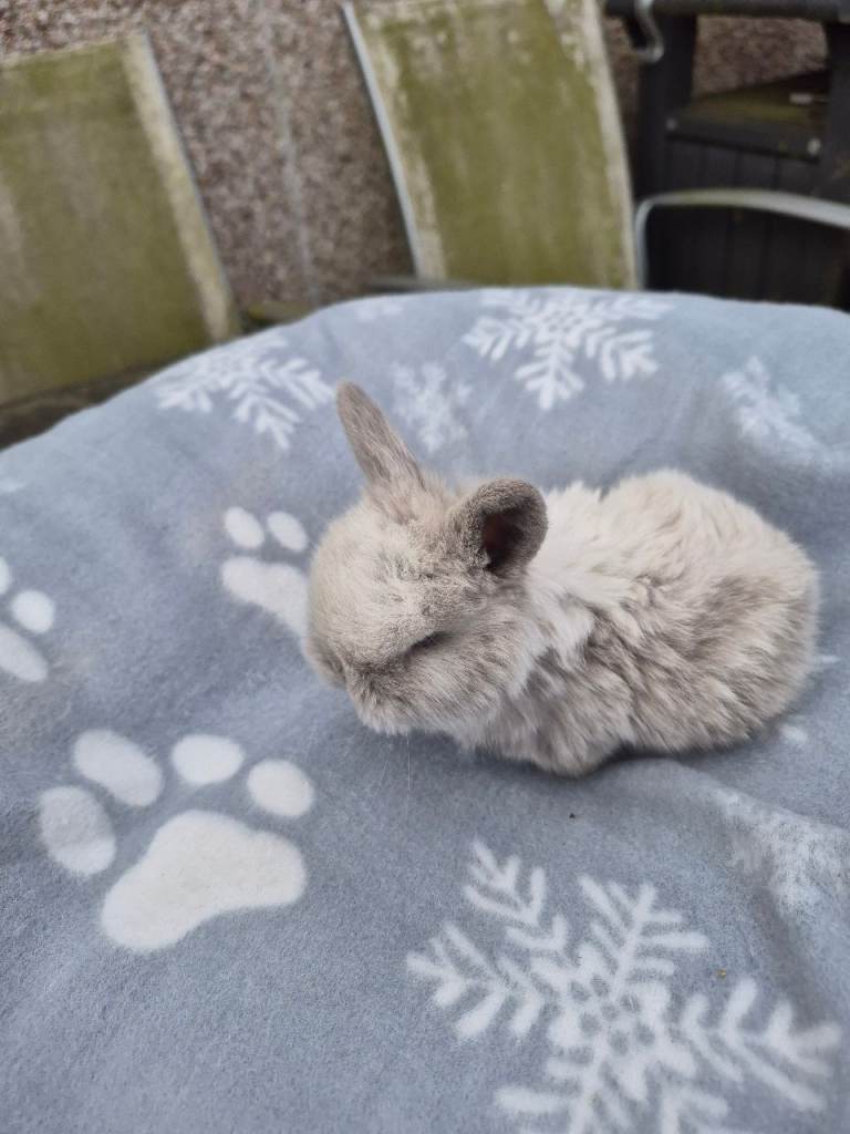 Mini lop ear bunnies 