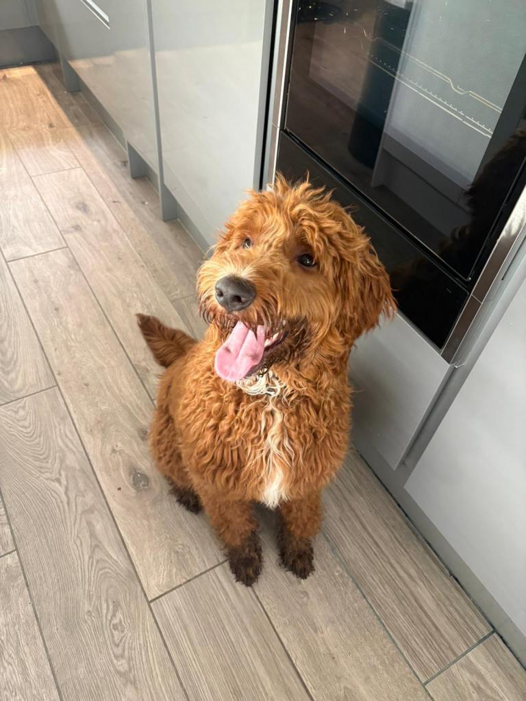 Big, Beautiful Baby! (Cavapoo Puppy)
